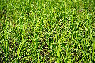 《赛博朋克2077》未能入围PS商城7月下载榜