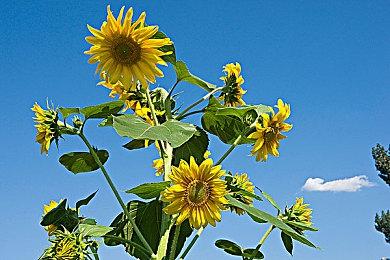 《刺客信条：幻景》Steam发售 综合评价“特别好评”